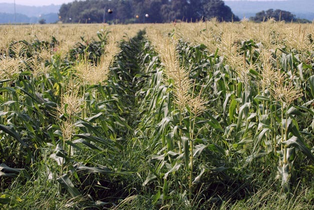 Indiana corn, soybean crops expected to fall well short of last year