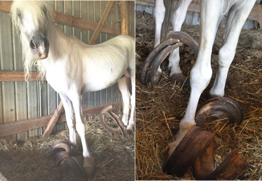 Two emaciated horses — one full-sized stallion and one miniature stallion — were removed from a stall piled high with 3-4 feet of manure where it is suspected that they were locked up for at least 15 years without necessary farrier or medical care