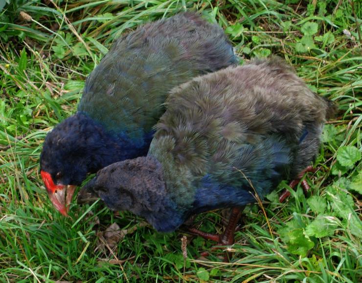 New Zealand halts cull after rare bird deaths