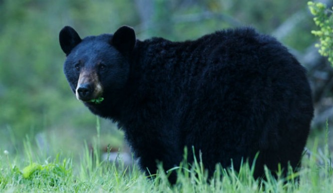 Drones stress bears out