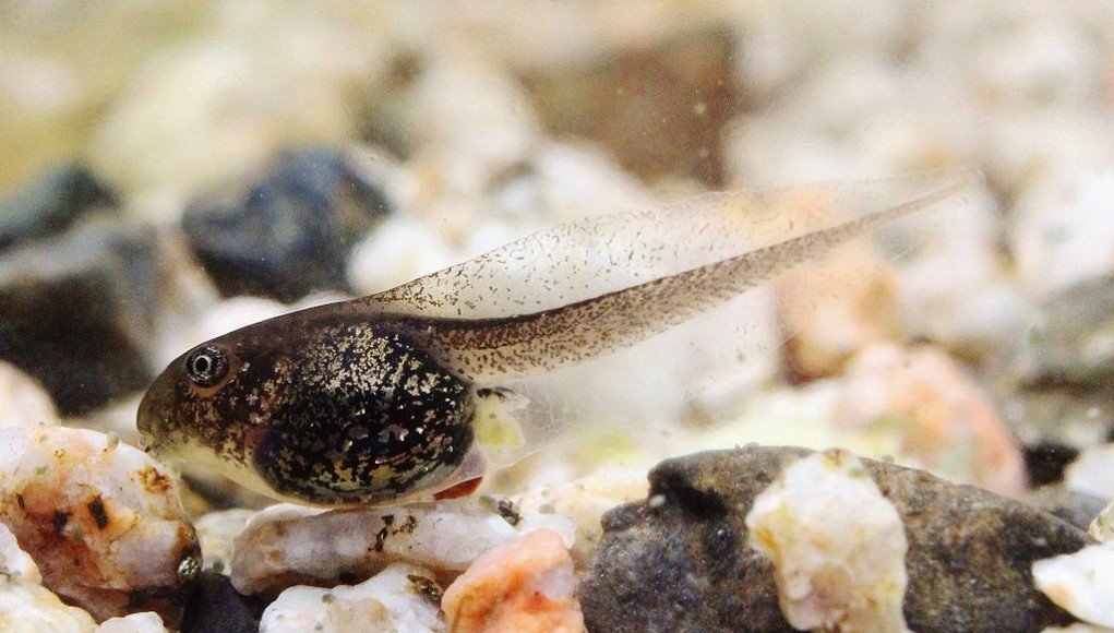 New tadpole disease could spell doom for frogs around the world
By Ian Lang