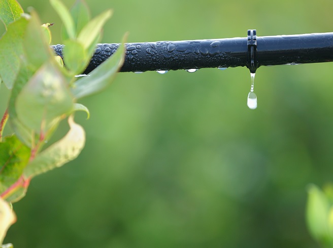 California to release June water-savings report amid drought