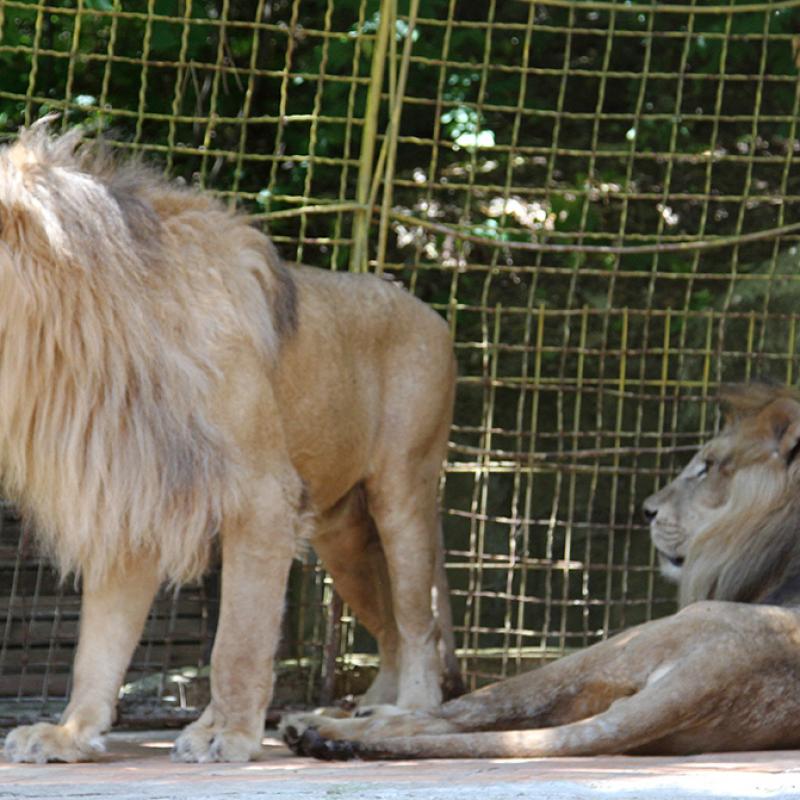 Hunter of Cecil the lion tells AFP he did'nothing wrong