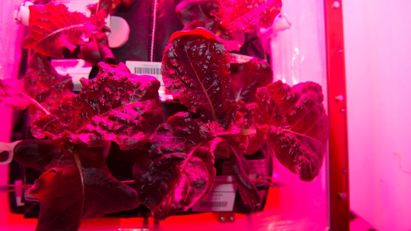 For the First Time Ever NASA Astronauts Eat Vegetables Grown in Space