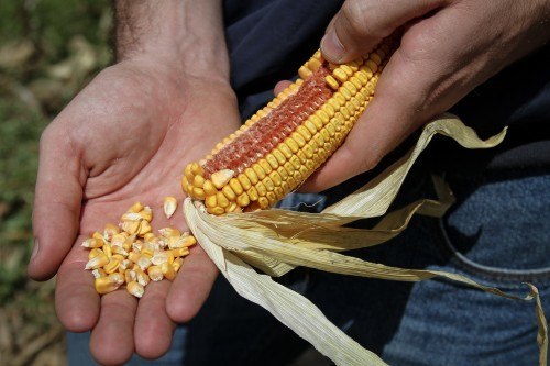 Deere & Co. John Deere Tractors Harvest Crops In South Africa