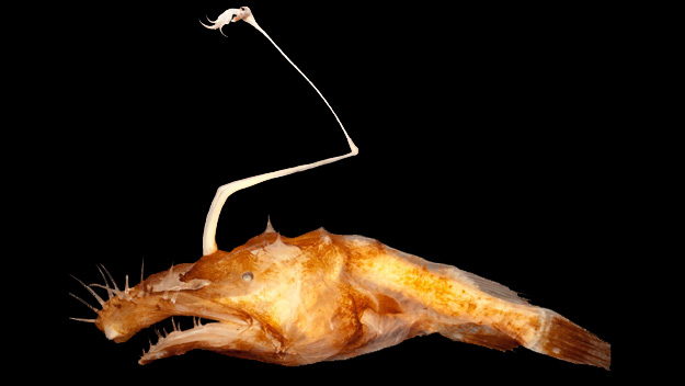 NSU researcher Tracey Sutton discovered a new species of anglerfish in the northern Gulf of Mexico