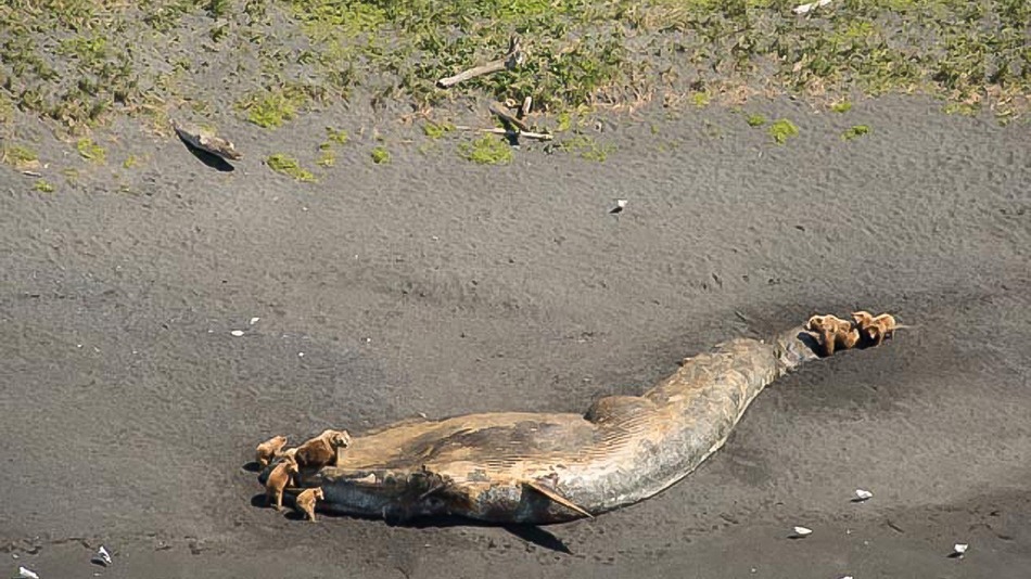 Scientists to investigate spate of Alaska whale strandings