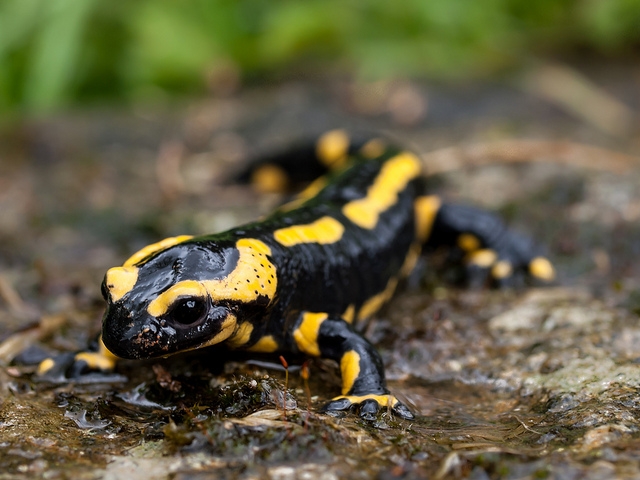 Scientists warn about Deadly Salamander Fungus