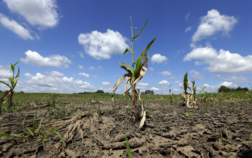 Corn damaged by heavy rains stands in a field in Sheridan Ind. Wednesday Aug. 12 2015. The U.S. Department of Agriculture says farmers in 88 of Indiana's 92 counties are eligible for low-interest emergency loans because of heavy rains and floodin