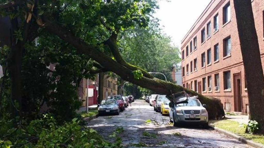 Sunday afternoon storms uprooted a tree in the citys Edgewater neighborhood