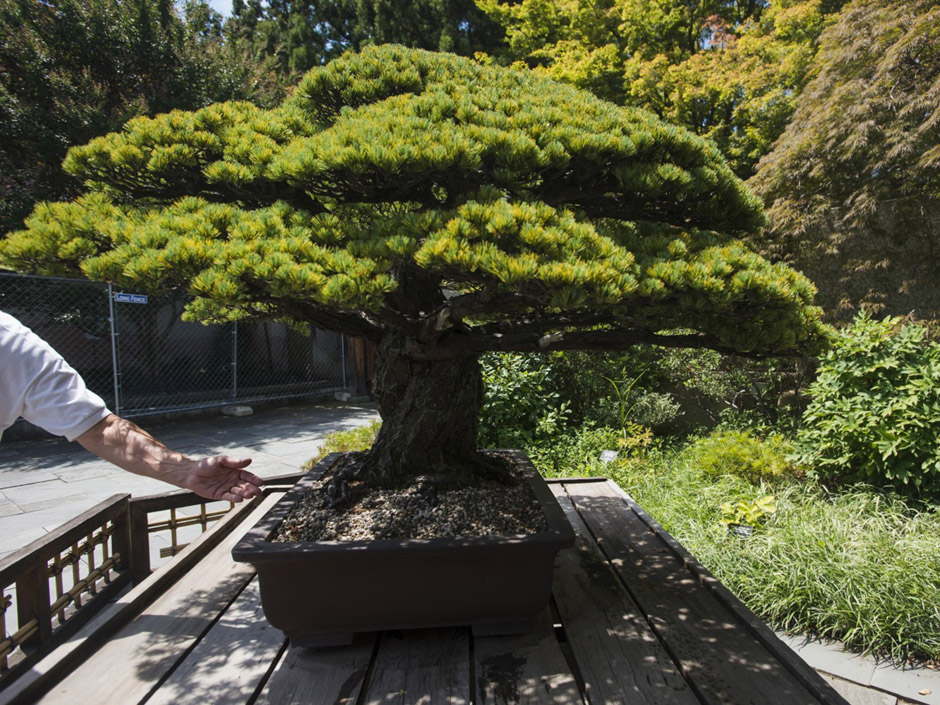 This 390-year-old bonsai tree survived an atomic bomb and was given to the National Arboretum in 1976