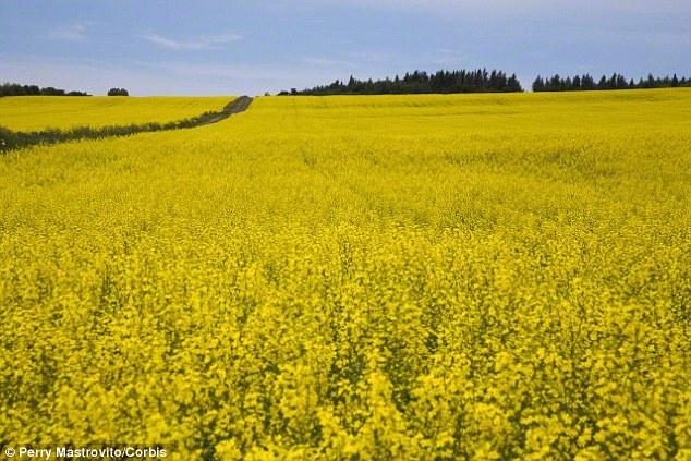 Scientists have discovered we see things differently in winter compared to summer – especially the colour yellow. A stock image of a field of bright yellow oilseed rape is shown