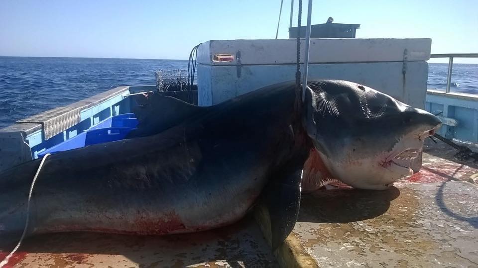 The shark on a fishing boat. Location unknown. Source Facebook