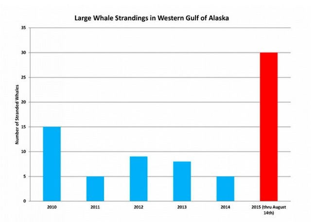 There’s been a dramatic increase in whale strandings off the coast of Alaska and British Columbia and no one knows why