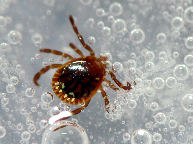 Nightmarish Outcome for Woman Bitten by a Tick