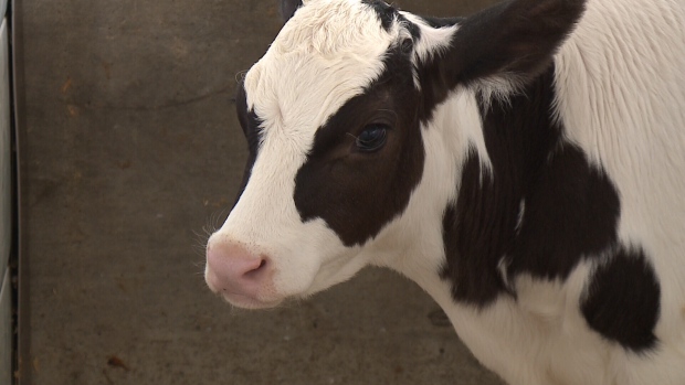 Canadian dairy farmers are watching an international trade deal that could affect supply management and bring foreign diary into the Canadian market