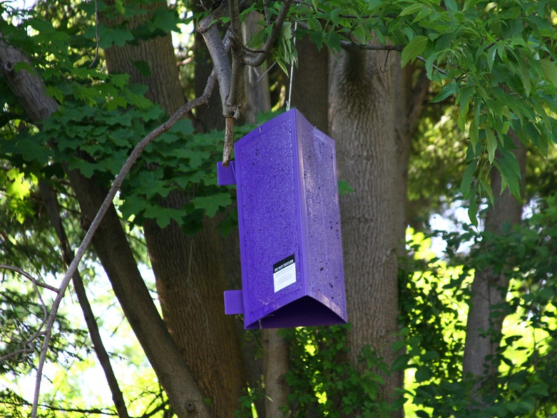 Emerald Ash Borer Survey Tree