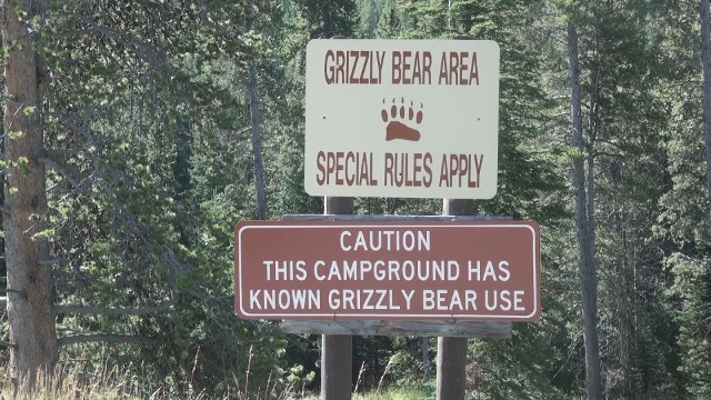 Grizzly suspected in attack captured, getting DNA test