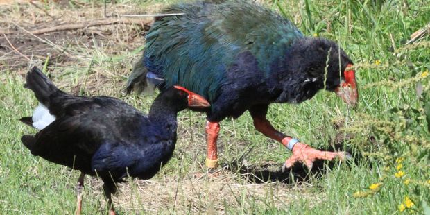 Volunteers from the Deerstalkers Association had shot four takahe while carrying out a cull of 600 pukeko on Motutapu Island