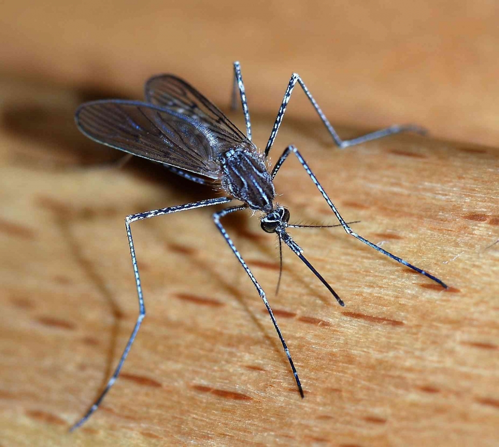 West Nile is spread through Mosquitoes