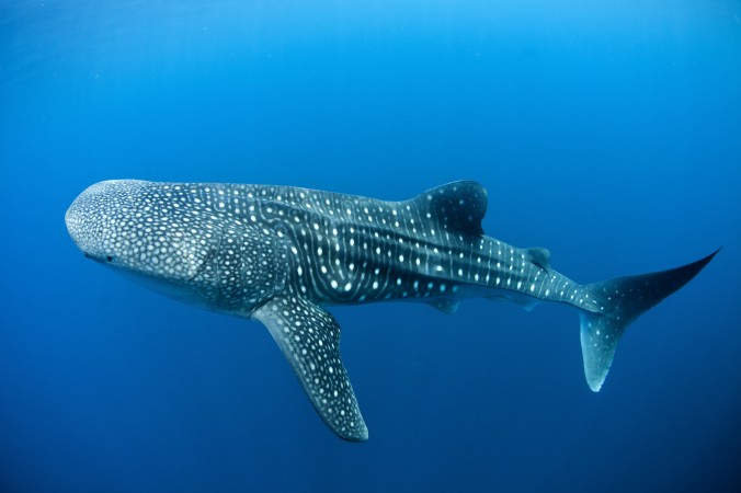 Whale sharks in Canderwasih Bay National Park 15th May 2013 Papua Indonesia