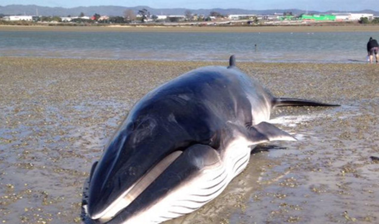 Whale washes up on Auckland shore