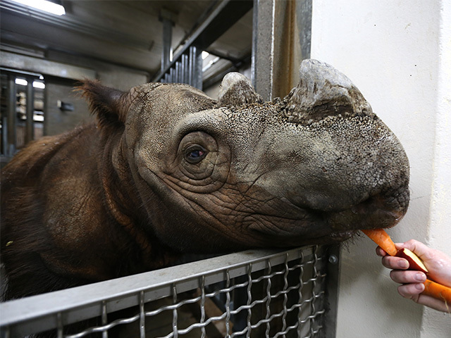 Cincinnati Zoo: Last Sumatran rhino at zoo being tranferred