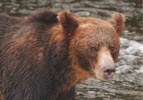 Yellowstone's grizzly bears can be found anywhere in the park