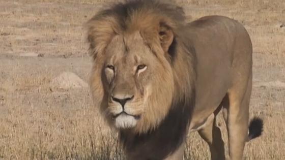 Cecil the Lion's Older Brother Jericho Reportedly Killed After Walter J