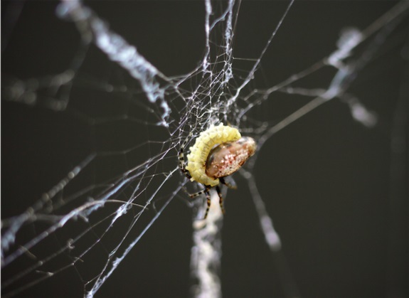 Parasitic wasp larva gets more than a meal from its spider host