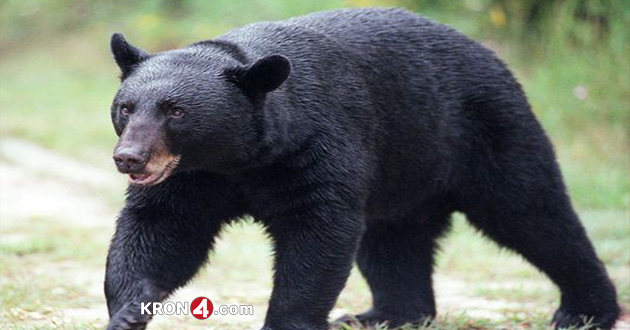 Bear Released in Wild Returns to Tahoe Ski Resort