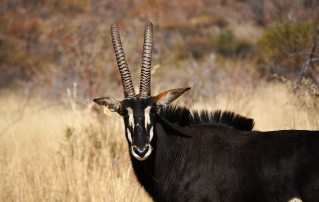 A sable antelope.     Image by Bruce Gorton