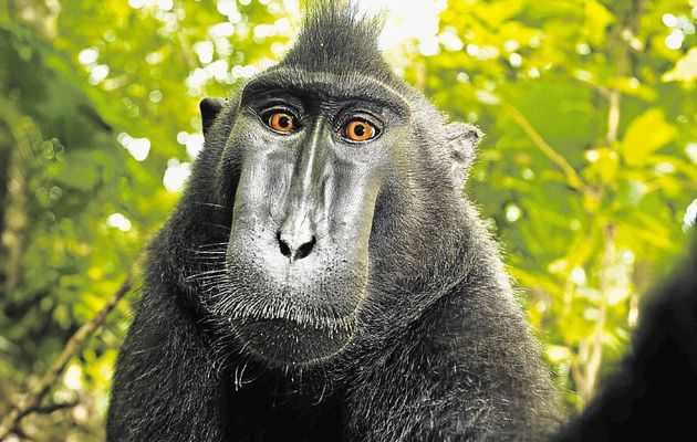 A second selfie taken by a crested black macaque on David Slater's camera