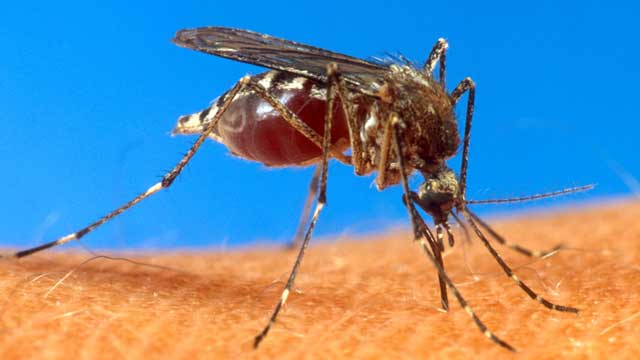 Health News 2015: West Nile Virus Claims First Death in Maryland for this Year