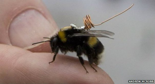 Bees' tongues shrinking as flowers wilt