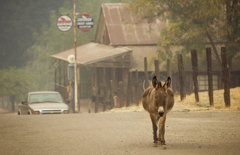 An animal walks up a street in the evacuated community of Sheep Ranch near San Andreas California