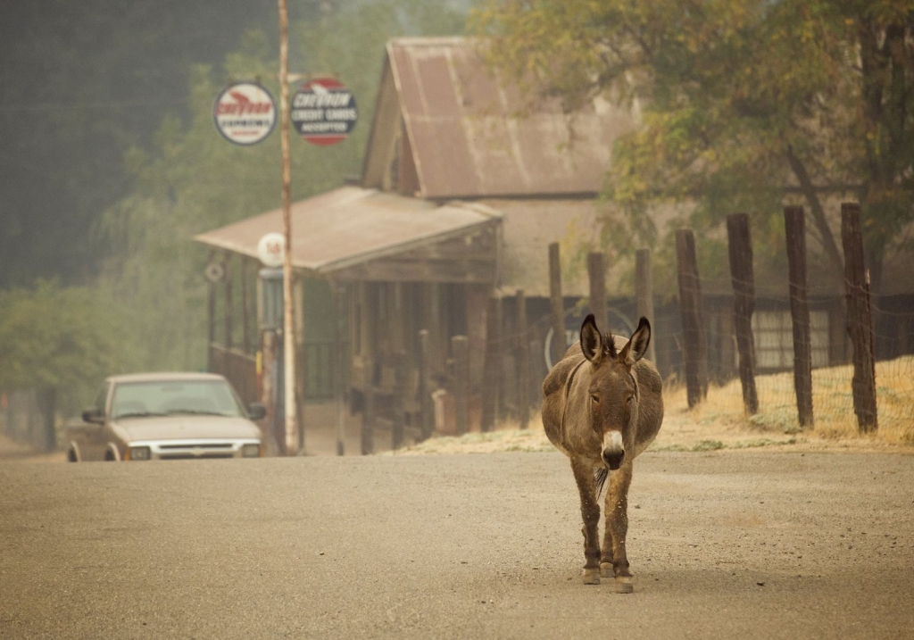 An animal walks up a street in the evacuated community of Sheep Ranch near San Andreas California Sept 12 2015