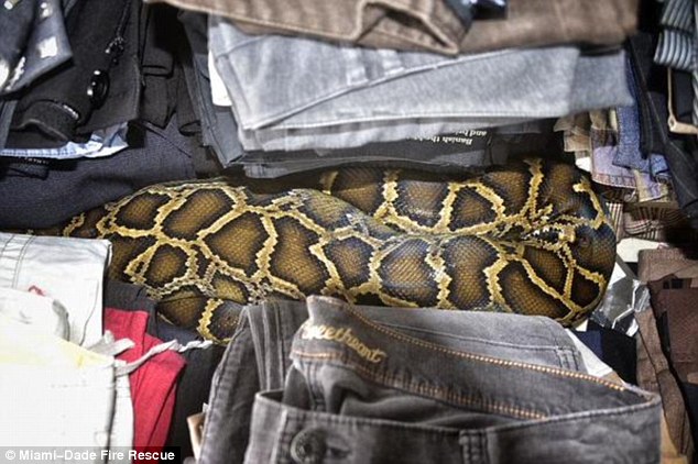 An eight-foot-long Burmese Python was found hidden among stacks of secondhand clothing at a flea market in Homestead Florida on Sunday