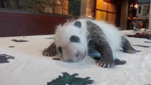 10 Cute Baby Panda Pics Show Growing Cub at National Zoo