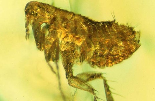 Bacteria on Ancient Flea Preserved in Amber May be Oldest Evidence of Bubonic Plague