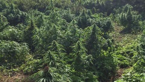 Cannabis planted on vacant land in the London borough of Kingston upon Thames