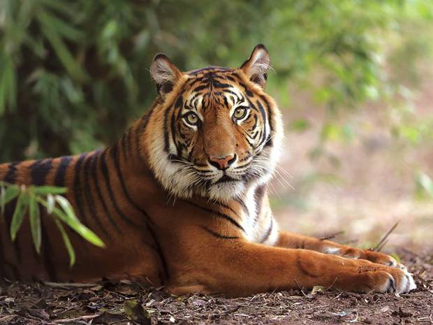 New Zealand zookeeper killed in tiger attack