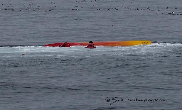 Breaching humpback whale lands on top of kayakers