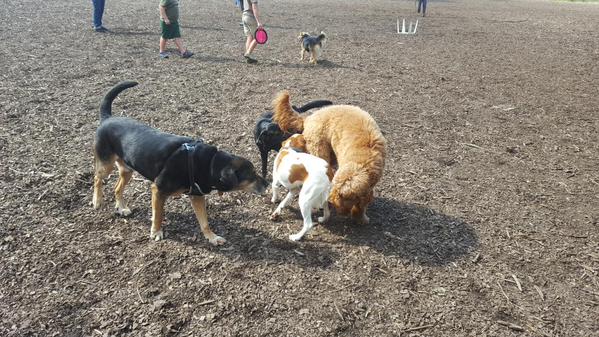 Cheryl Degani has her dogs fast with her on Yom Kippur