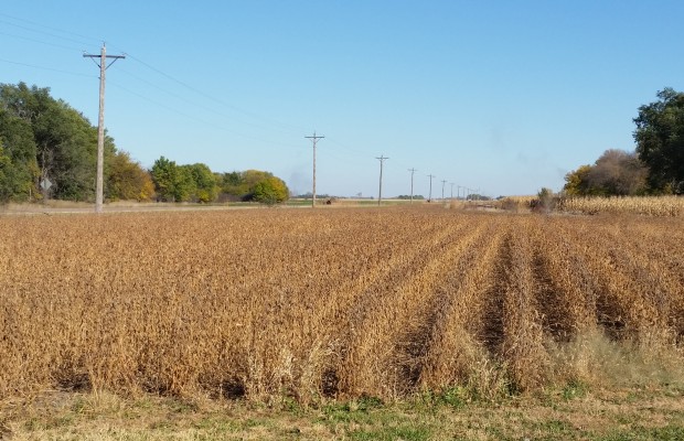 SOYBEANS AND CHINA