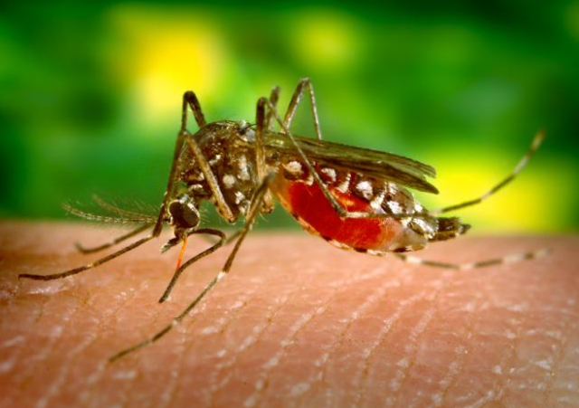 Positive West Nile Virus prompts Mosquito Ground Sprays in Linwood and Northfield