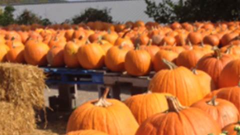 WV Pumpkin Festival Offers Food Music Family Fun story image