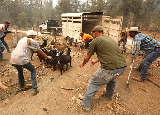 Animal rescue group volunteers herd goats from a home threatened by a fire near Railroad Flat Calif. Sunday Sept. 13 2015. Two of California's fastest-burning wildfires in decades overtook several Northern California towns destroying homes and