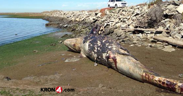 Dead Whale Discovered On Bayshore Near Dumbarton Bridge