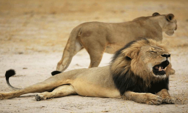 Report: Dentist Walter Palmer, who killed Cecil the lion, to return to his